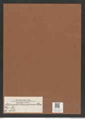 Actinocyclus ? tenuissimus Cleve (de-Toni-Nr.: Genus 195, Species 4782) Zeichnungen Sammlung Grunow Mappe 04645 (Herbarium_W_Grunow_drawings_Folder_04645)